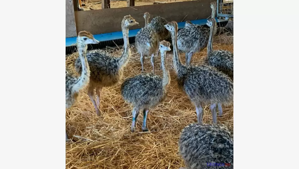 Healthy ostrich chicks and eggs available